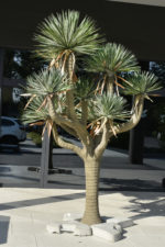 Augalų nuoma JUKA - Image 3