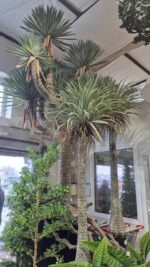 Augalų nuoma JUKA - Image 2