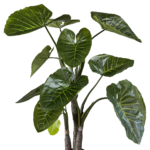 Augalų nuoma Alokazija 300cm