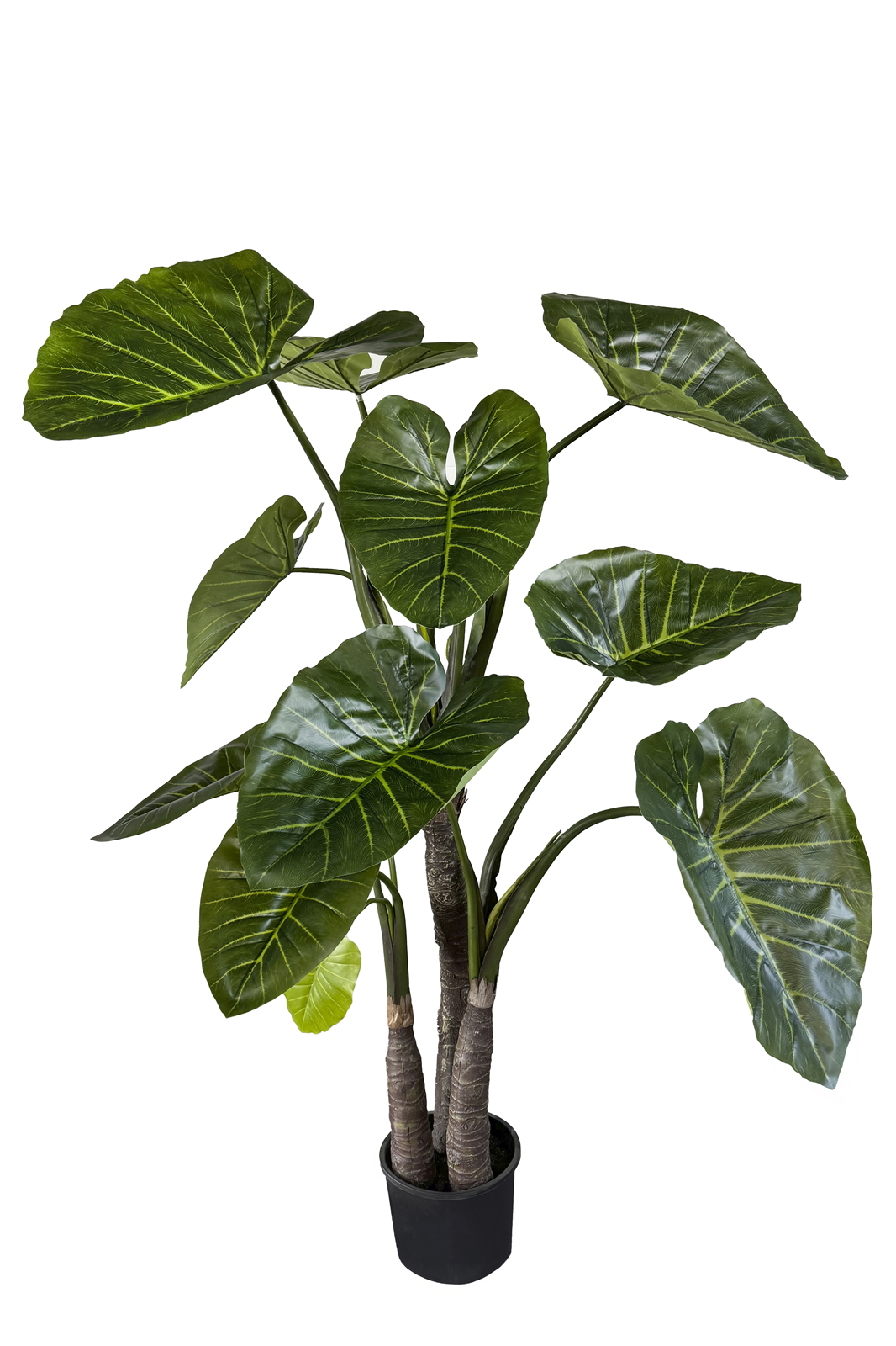 TREE044##GREEN#1_m Augalų nuoma Alokazija 300cm - Image 1
