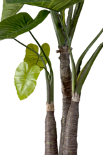 Augalų nuoma Alokazija 300cm - Image 2