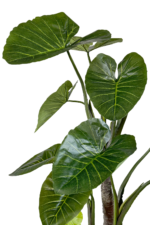 Augalų nuoma Alokazija 300cm - Image 3