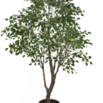 Augalų nuoma dekoratyviniai medžiai[fikusai]250cm