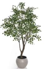 Augalų nuoma dekoratyviniai medžiai[fikusai]250cm