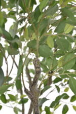 Augalų nuoma dekoratyviniai medžiai[fikusai]250cm - Image 2