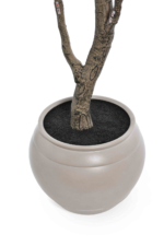 Augalų nuoma dekoratyviniai medžiai[fikusai]250cm - Image 3