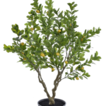 Augalų nuoma Citrinmedis 250 cm