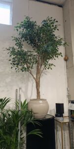 Augalų nuoma dekoratyviniai medžiai[fikusai]250cm - Image 4