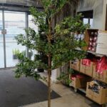 Augalų nuoma dekoratyviniai medžiai[fikusai]180cm